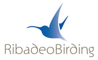 Ribadeo Birding